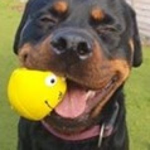 A doberman smiling with a ball in its mouth