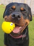 A doberman smiling with a ball in its mouth