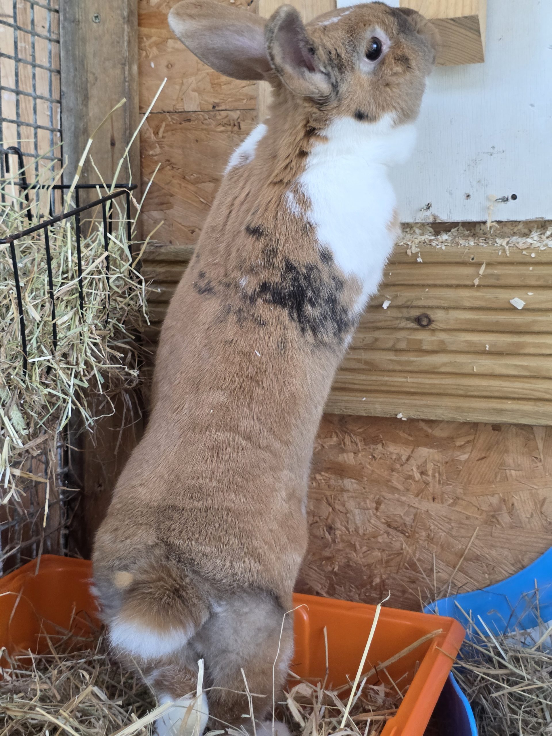 Remy — photo 2
