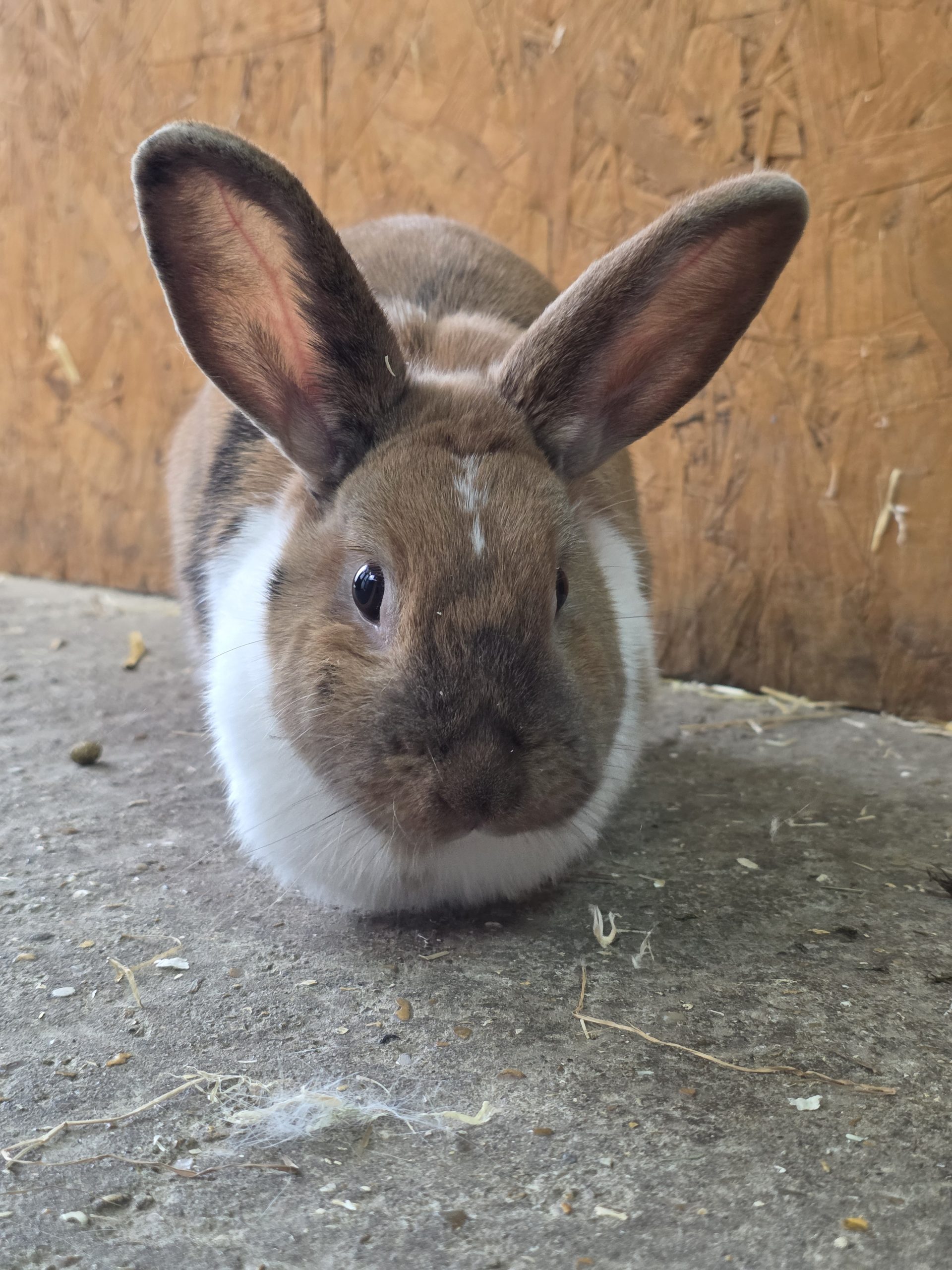 Remy — photo 3