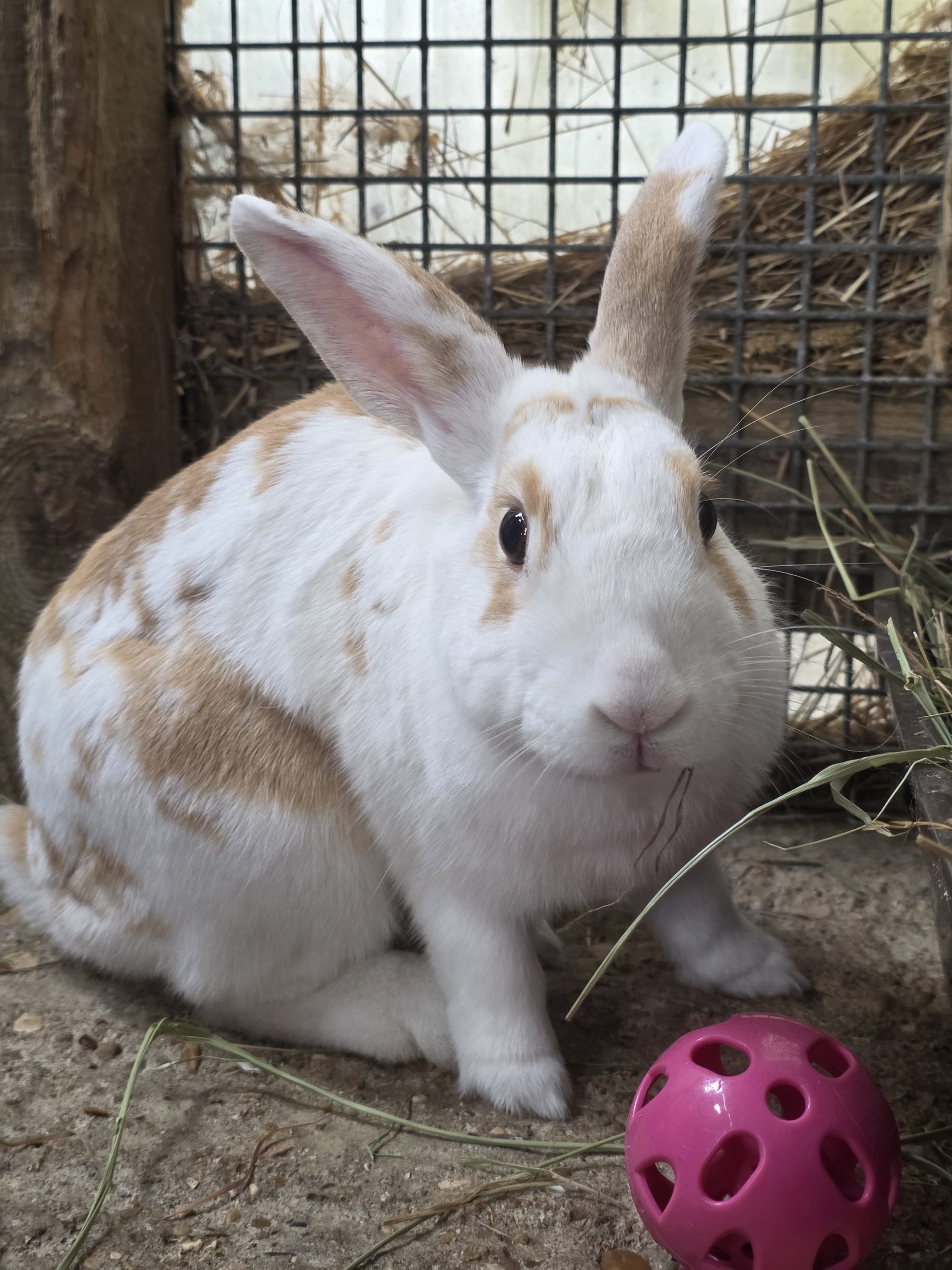 Marshmallow — photo 2