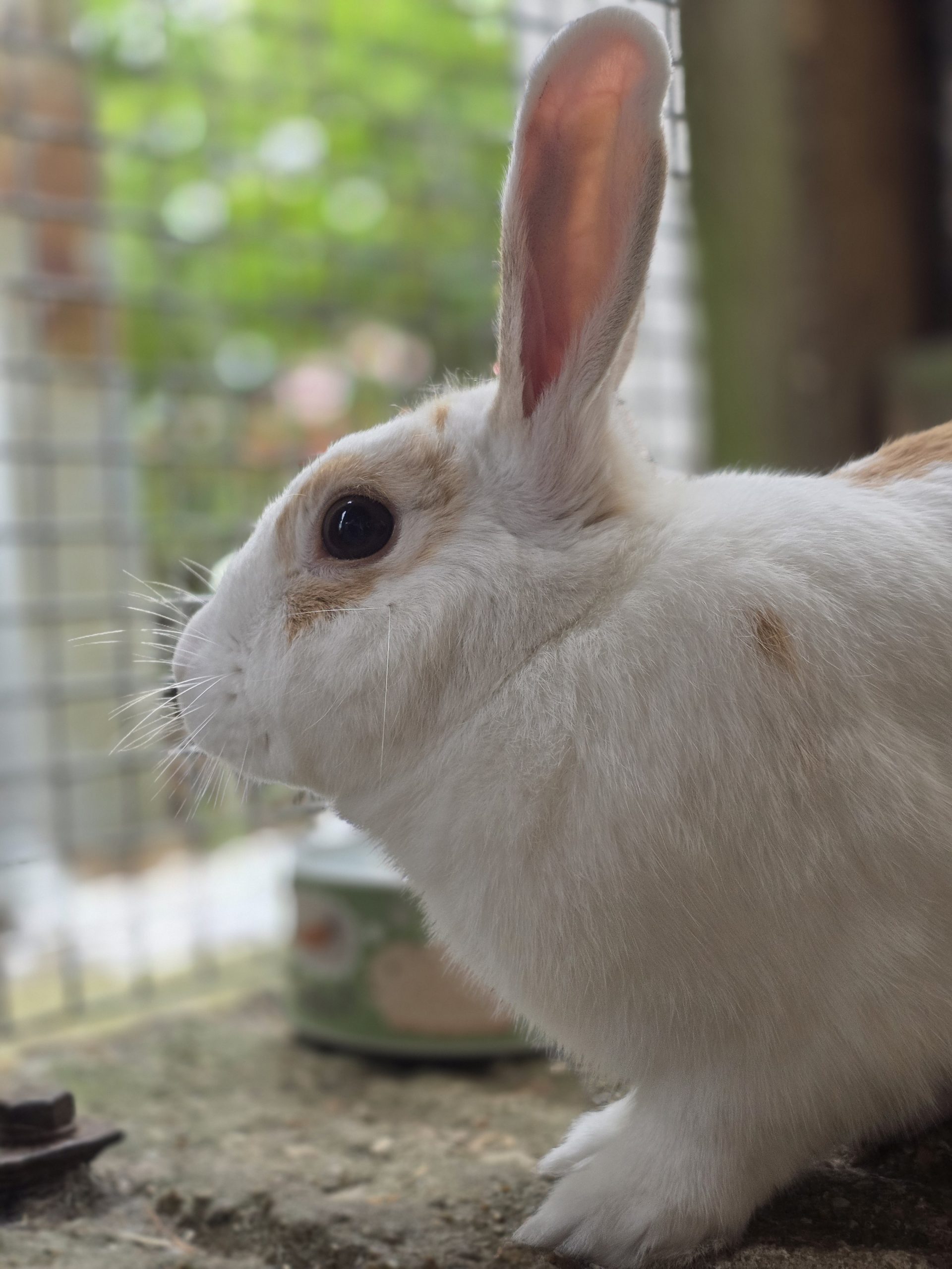 Marshmallow — photo 3
