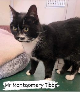 This is Montgomery Tibbs