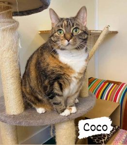 This is Coco
