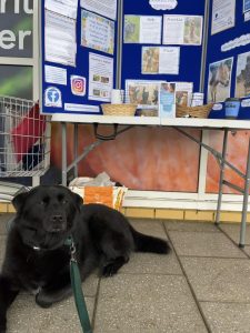 Chabrador Toby chilling outside Tesco's Whitely Village Store