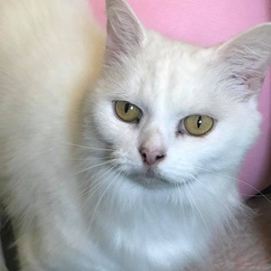 adoption-cat-tinkerbelle adoption-cat-tinkerbelle