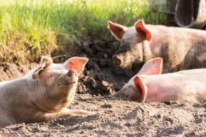 3 Pigs