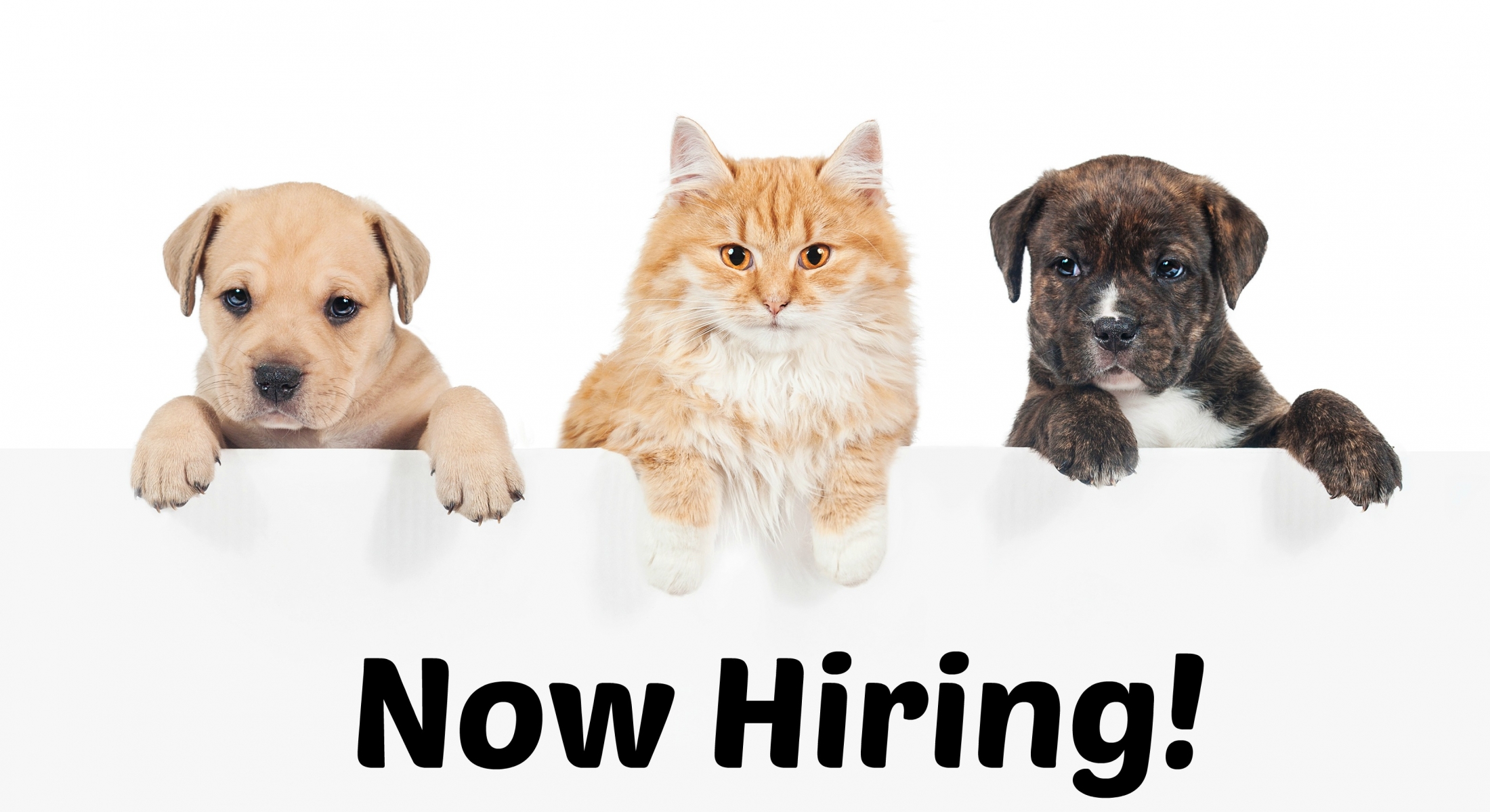nowhiring St Francis Animal Welfare