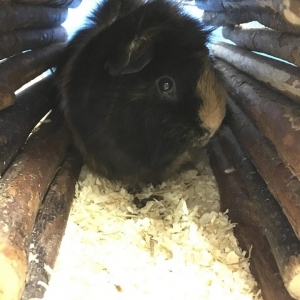 rehomeguineapig1