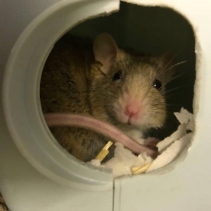 rehomesinglemouse1