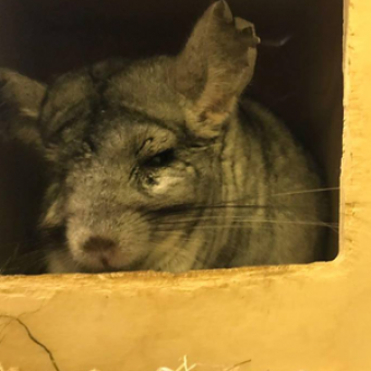 resident-animal-chinchilla-tim resident-animal-chinchilla-tim