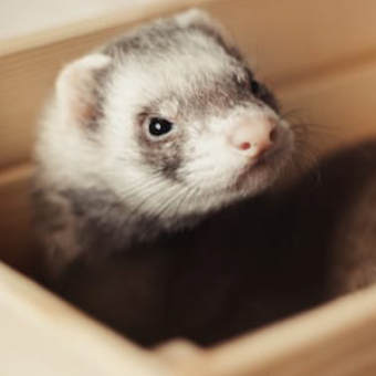 resident-animal-ferret resident-animal-ferret