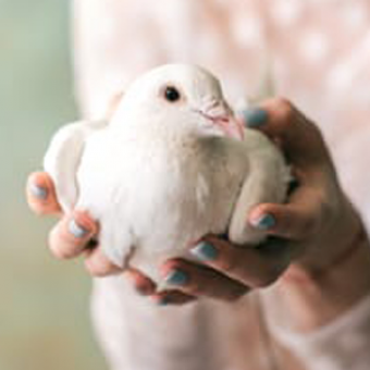 resident-animal-java-dove resident-animal-java-dove