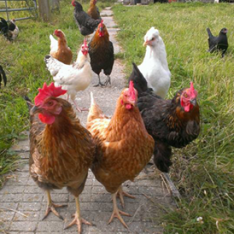 resident-animal-rescue-hens