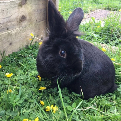 sfawadoptionrabbbitpoppy sfawadoptionrabbbitpoppy