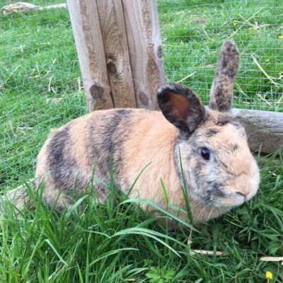 sfawadoptionrabbitsniffo sfawadoptionrabbitsniffo