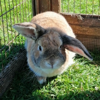 sfawbunnieapril sfawbunnieapril