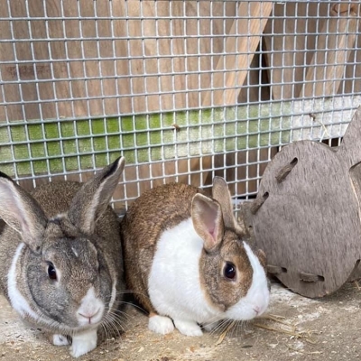 sfawbunnieapril4 sfawbunnieapril4