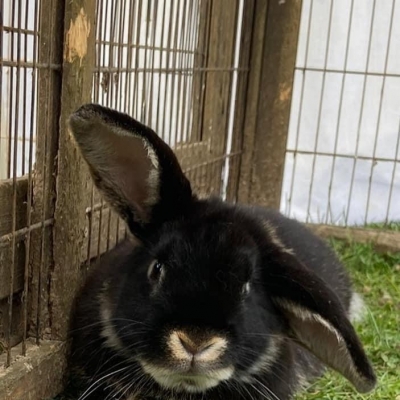 sfawbunnieapril6 sfawbunnieapril6