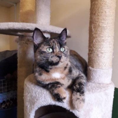 sfawcat1 sfawcat1