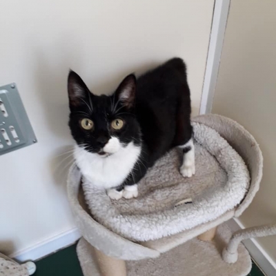 sfawcat3 sfawcat3
