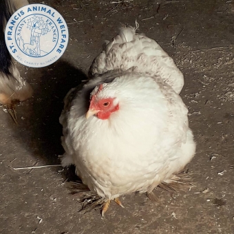 sfawpancake-resident-chicken sfawpancake-resident-chicken
