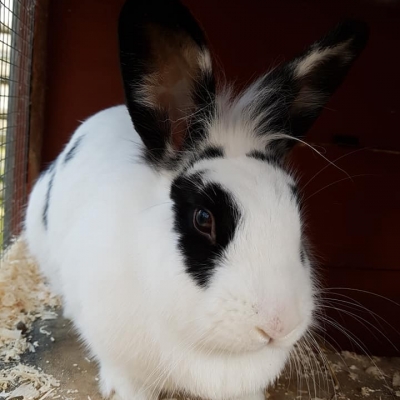 sfawwhiteblackrabbit sfawwhiteblackrabbit