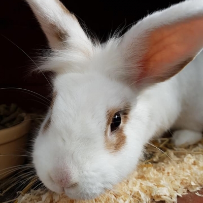 sfawwhiteredbabbit sfawwhiteredbabbit