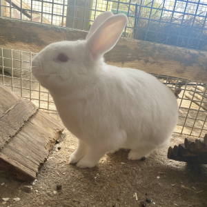 This is Boomer