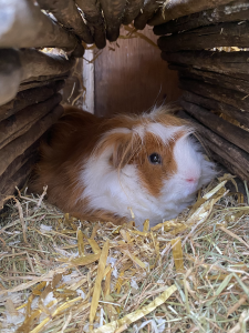 This is Caramel
