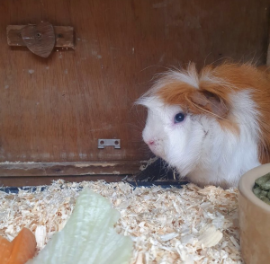 This is Caramel