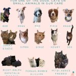 A selection of cats and dogs that will be staying in the shelter over the christmas period