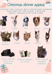 A selection of cats and dogs that will be staying in the shelter over the christmas period