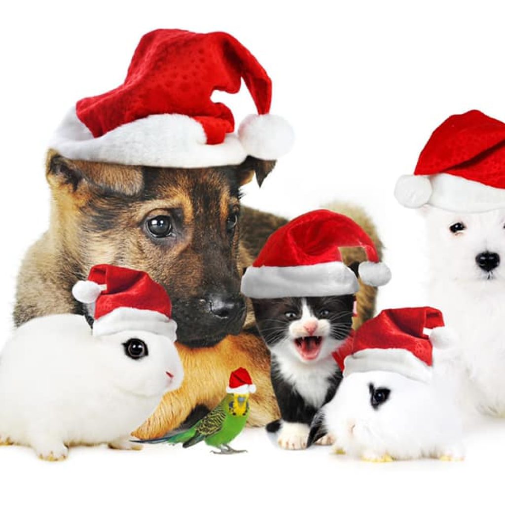 Christmas Fayre | November 29th | Pavillion In The Park