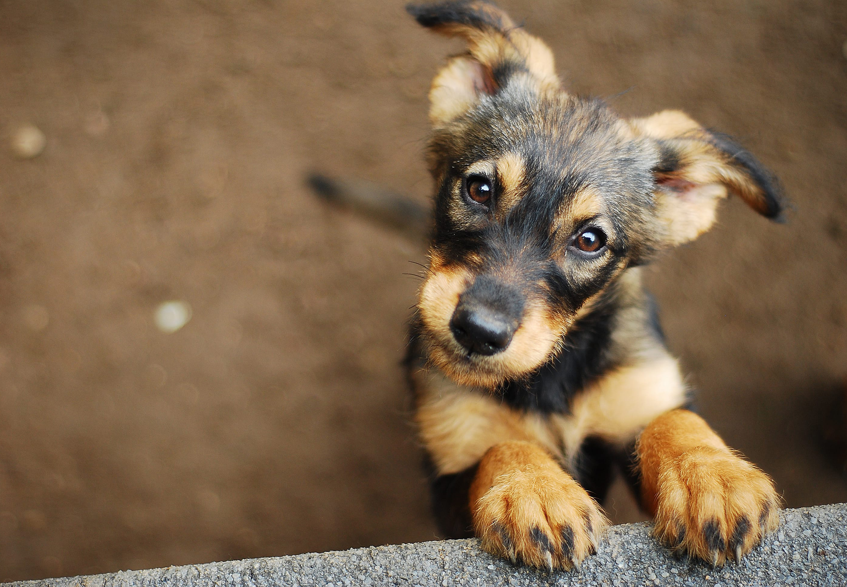 puppy sanctuary near me