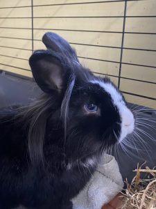 This is Dusty