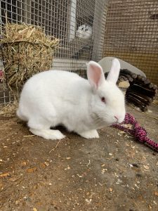 Gilbert is a white rabbit.