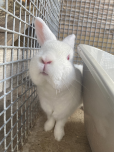 This is Gilbert