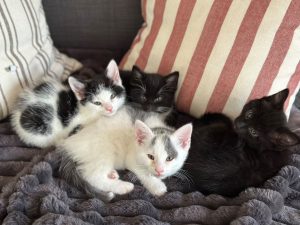 fredaskittens