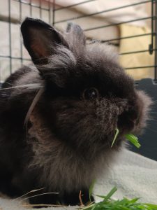 corvus