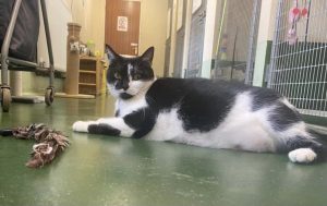 Titan laying down in the cattery