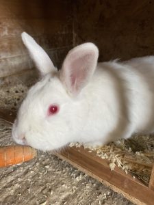 This is Scooter