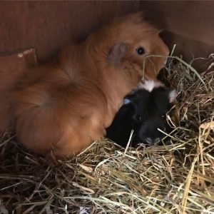These are guinea pigs