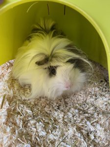 This is Latte
