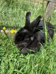 Midnight is a mostly black rabbit.