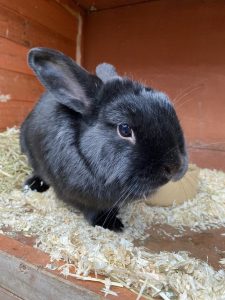 This is Minstrel