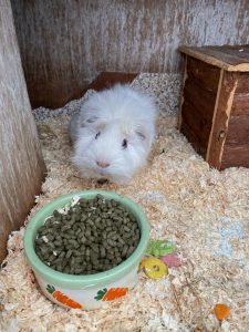 This is Ronnie