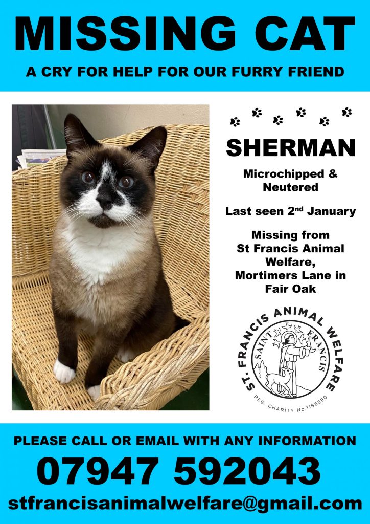 A missing poster for Sherman the cat. Please contact with information.