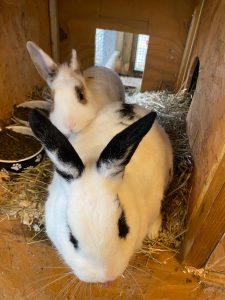 These are rabbits