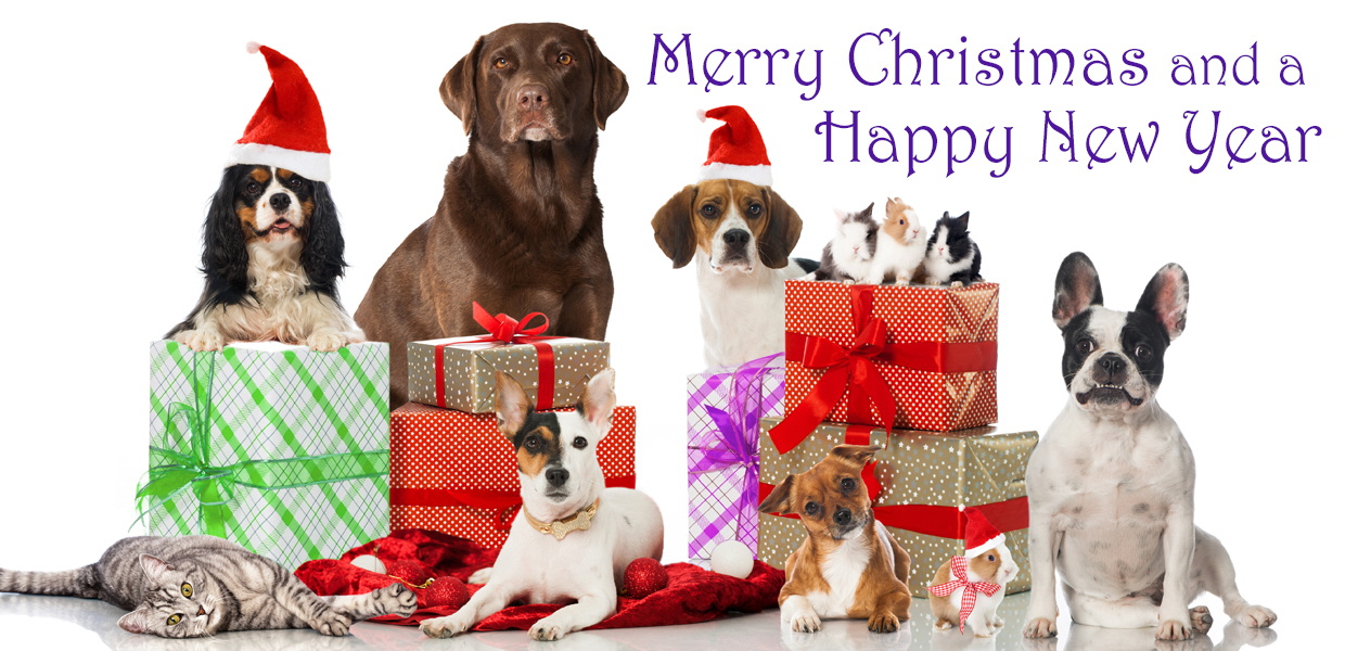 st-francis-xmas-card-banner st-francis-xmas-card-banner